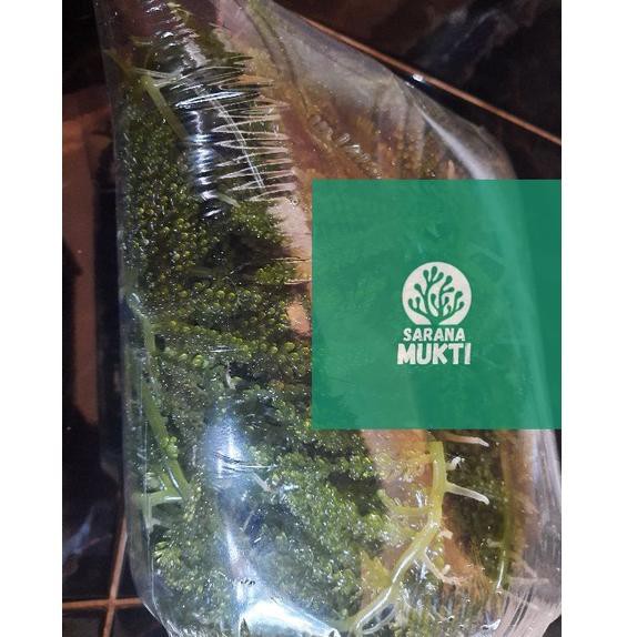 

➮Diskon RFNFY Anggur laut/ Green Caviar/ Latoh/ Lawi lawi/ Sea Grapes (Caulerpa Sp.) 99 ❈Diskon Prom