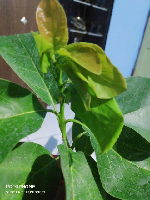 Jual Bibit Alpukat Wina