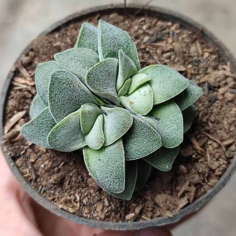 Sukulen Crassula Morgan Beauty