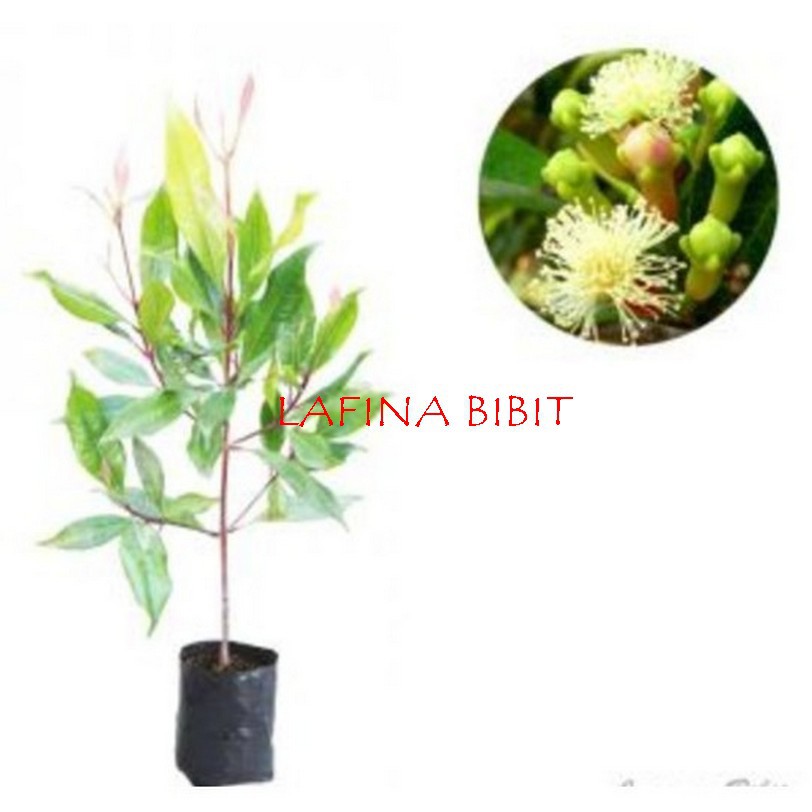 4 Bibit Cengkeh Zanzibar Kualitas Super Diskon