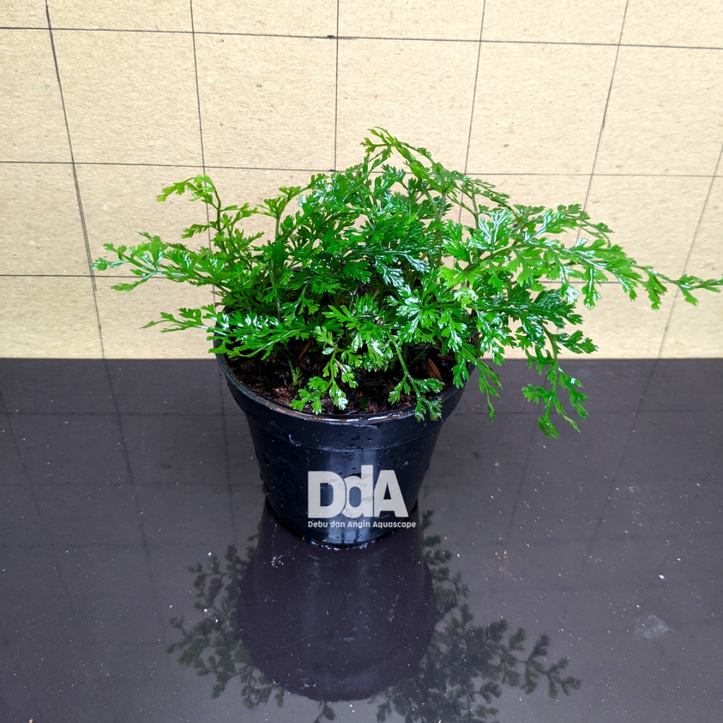 Bolbitis Heteroclita "difformis"/ Tanaman Paludarium Vivarium Terrarium Davallia Mini