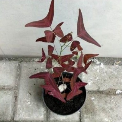 tanaman hias gantung oxalis batik merah