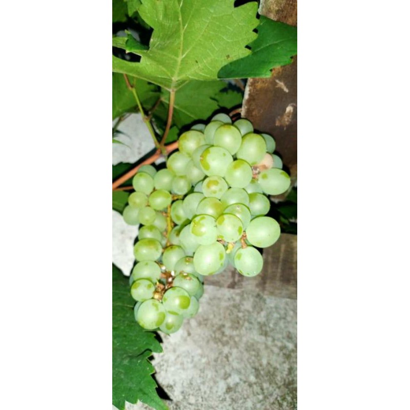 Bibit Anggur Import Dixon Asli Grafting