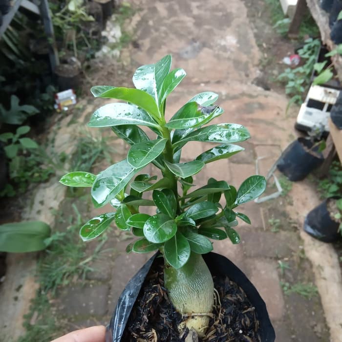 BONSAI ADENIUM ARABICUM-bibit tanaman bonsai adenium arabicum