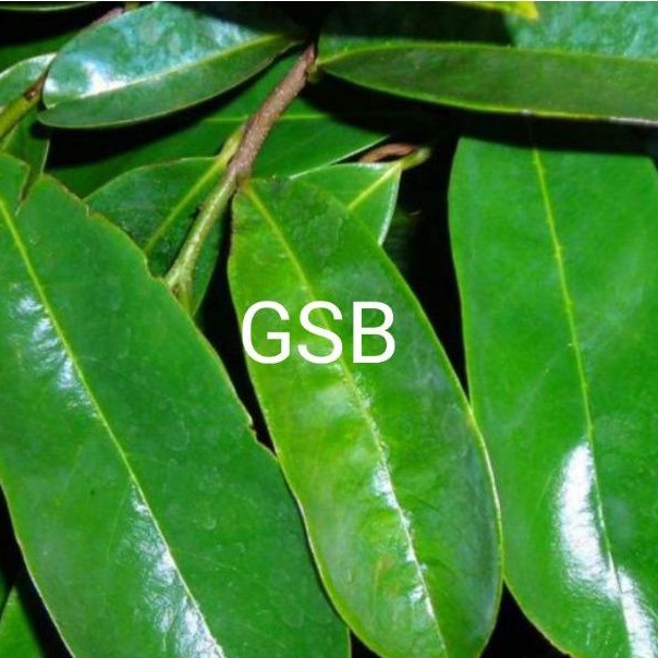 

Daun sirsak segar 250 gram petik langsung
