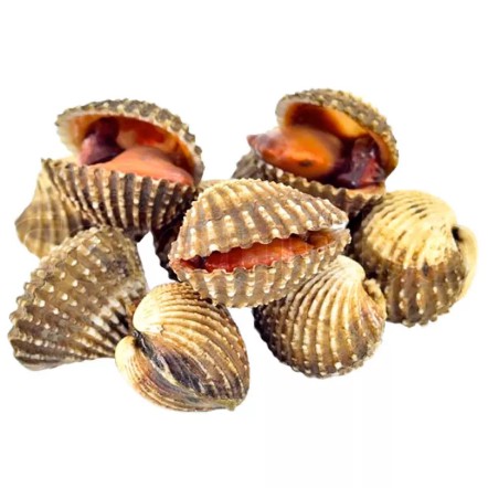 

Kerang dara /kg