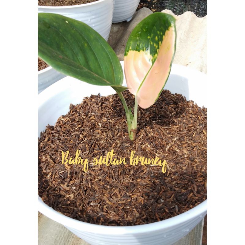 AGLONEMA BABY SULTAN BRUNEI
