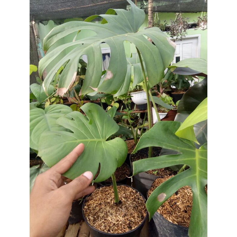tanaman hias monstera epipremnum king-monstera king-monstera king ekor naga monstera-monstera king