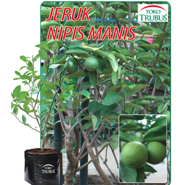 Tanaman Jeruk Nipis Manis