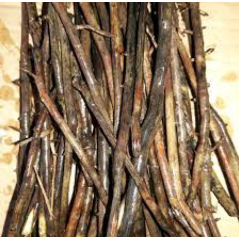 akar kelapa asli akar kelapa obat herbal alami banyak khasiat nya