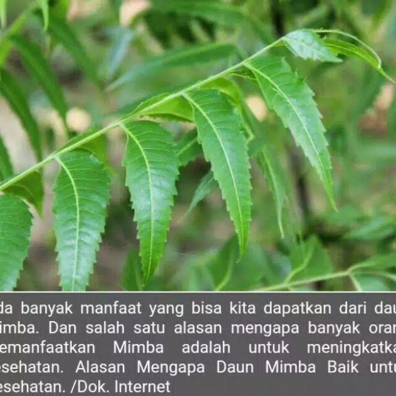 

100 Lembar Daun MIMBA / Daun MIMBO segar