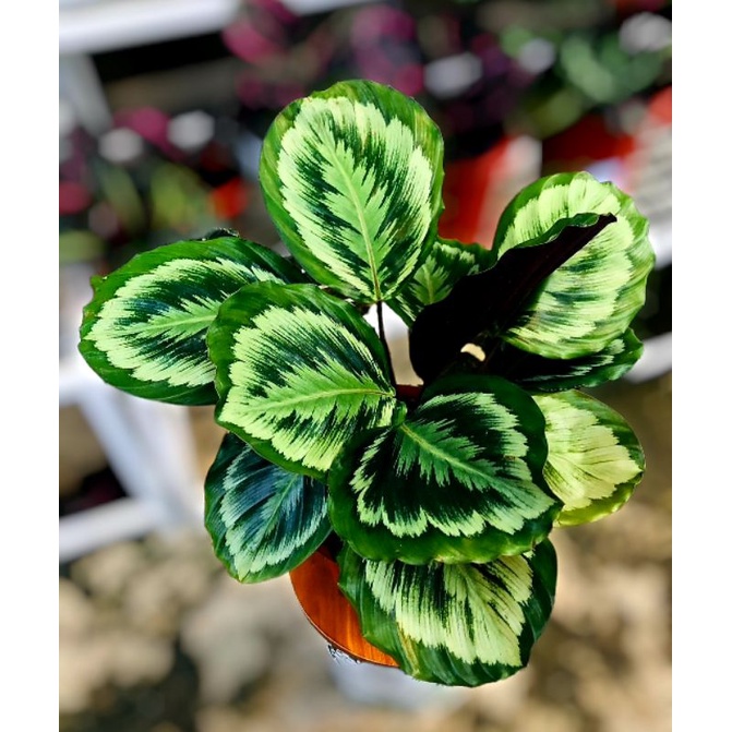 Calathea Medalion | Tanaman Hias Calathea Medalion