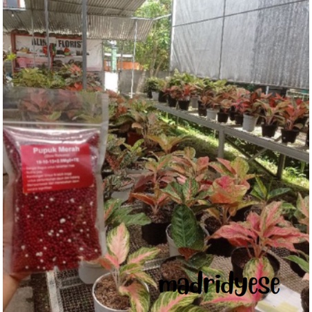 ✤»New ArrivaPupuk Merah Premium 500gr (Slow Release)  19 10 13, pupuk tanaman hias, pupuk SR merah, 