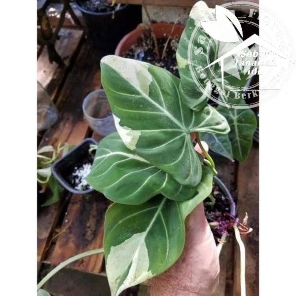 HOT PRODUCT bonggol philodendron gloriosum variegata promo MANTAP