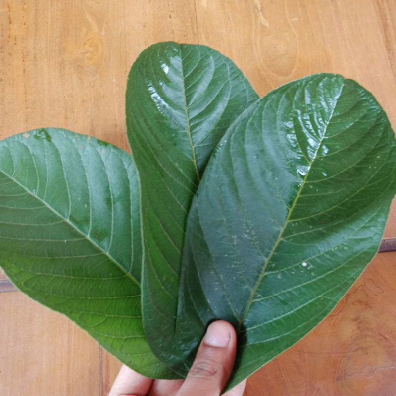 

Daun Jambu Biji