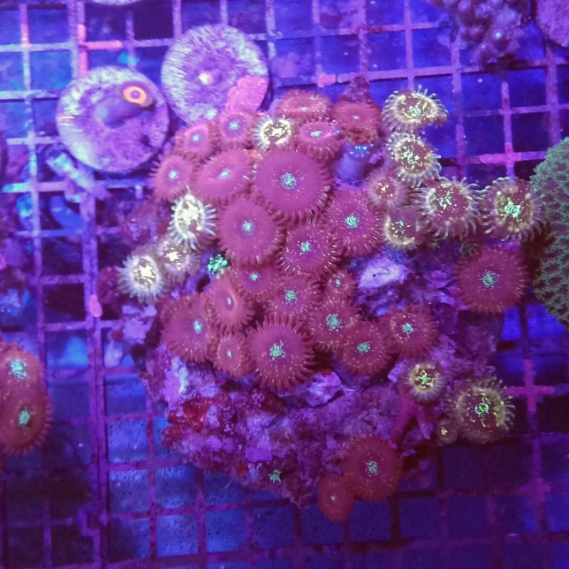 Zoa Magician & HDD Hawaian Ding Dang Koloni WYSIWYG
