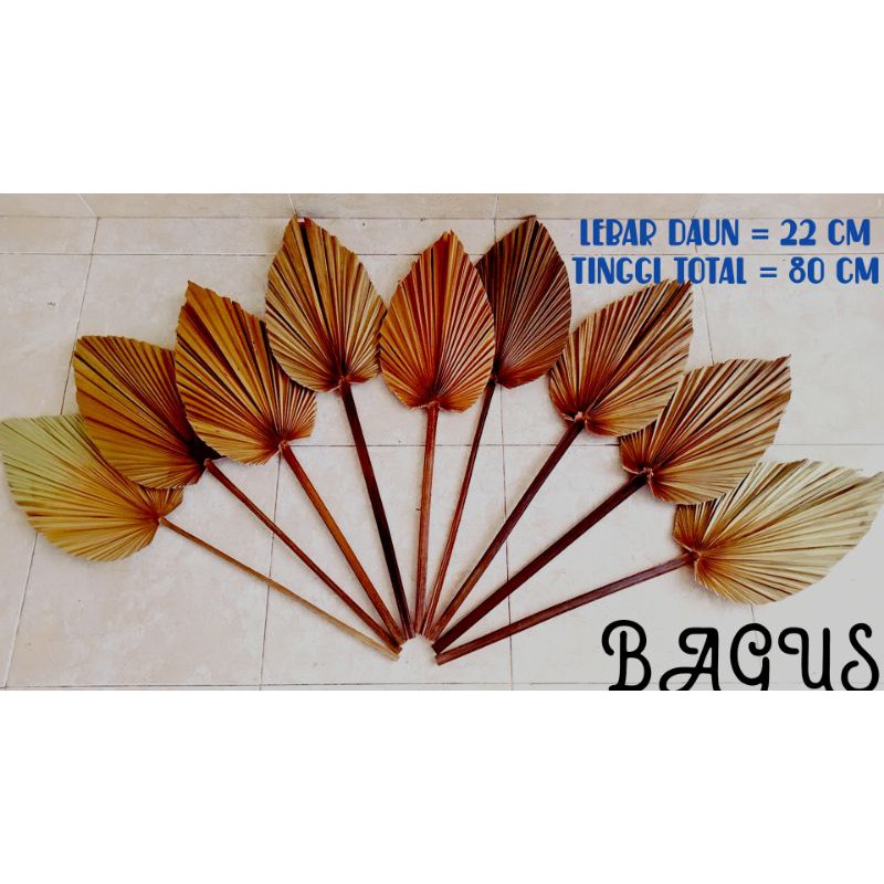 DAUN PALEM MINI DAUN PALEM KERING DAUN PALEM DEKORASI BACDROOP