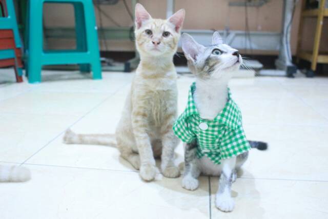 Kemeja kotak-kotak hijau lucu untuk kucing dan anjing size S M L XL / baju kucing murah