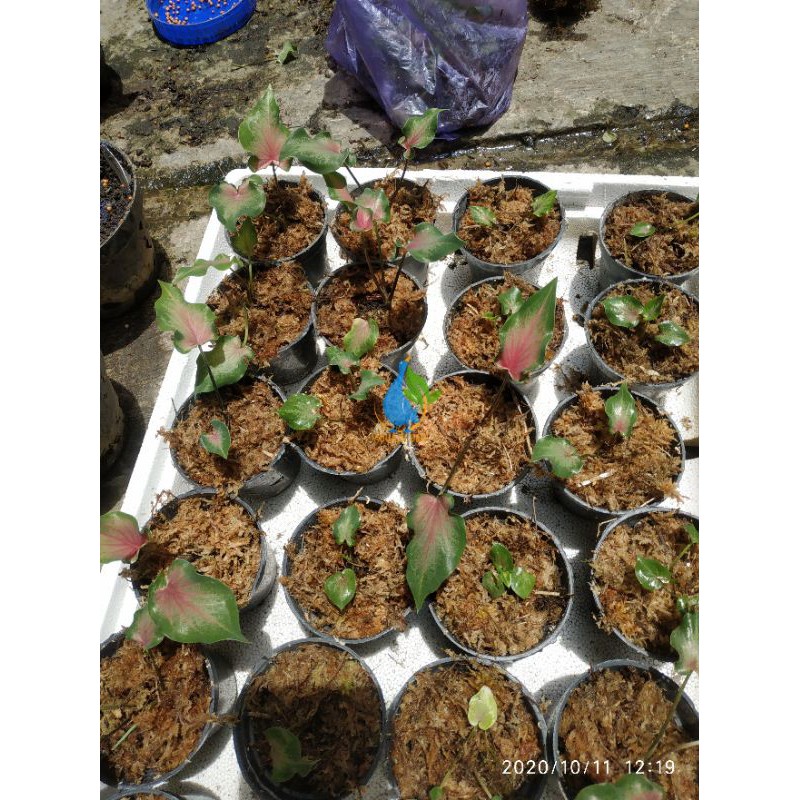 caladium keris tanaman hias keladi