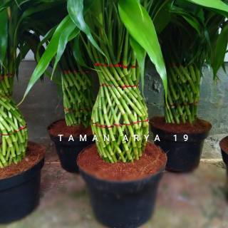  Tanaman  hias  bambu hoki model guci  Shopee Indonesia