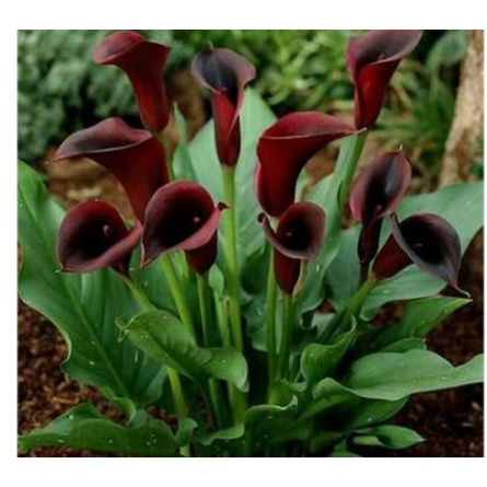 11.11 Tanaman Hidup Bunga Calla Lily Tanaman Hias Bunga Calla Lily