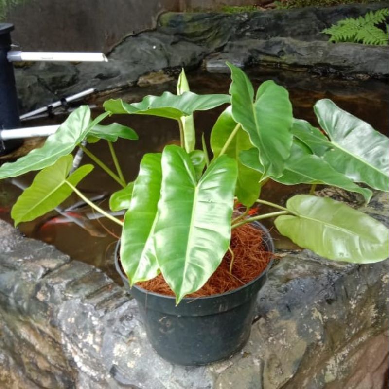 tanaman hias philodendron burle marx/brekele
