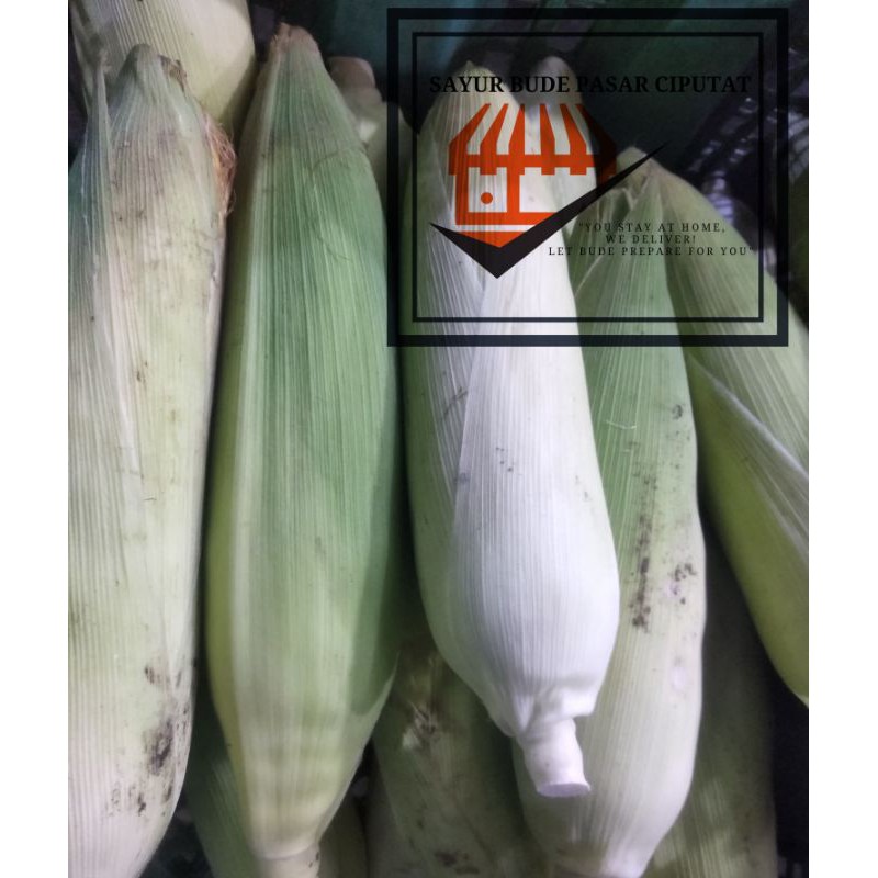 

Jagung Manis Kulit per 1 pcs