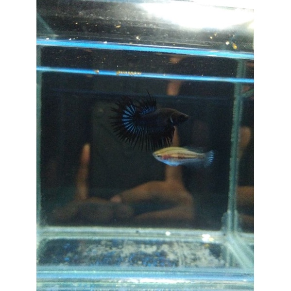 sepasang ct black orchid