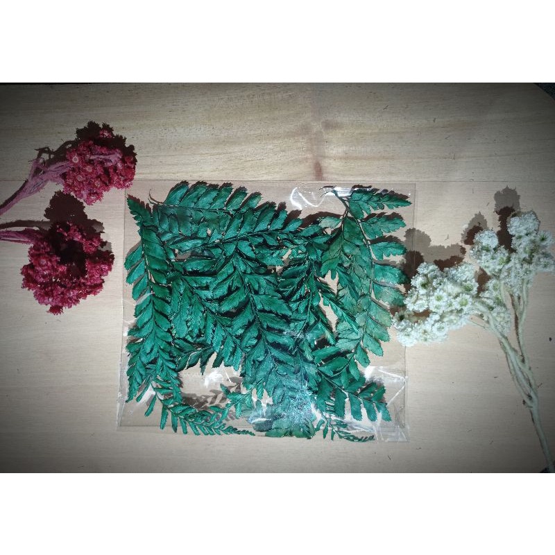 daun pakis kering daun paku