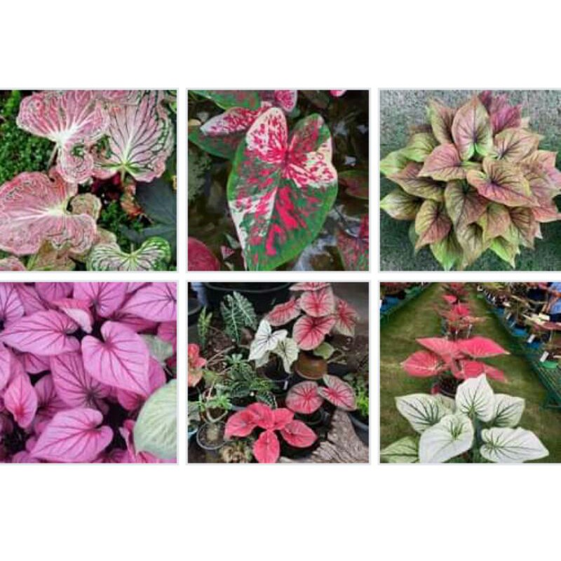 6 paket umbi  caladium thailand keladi hias