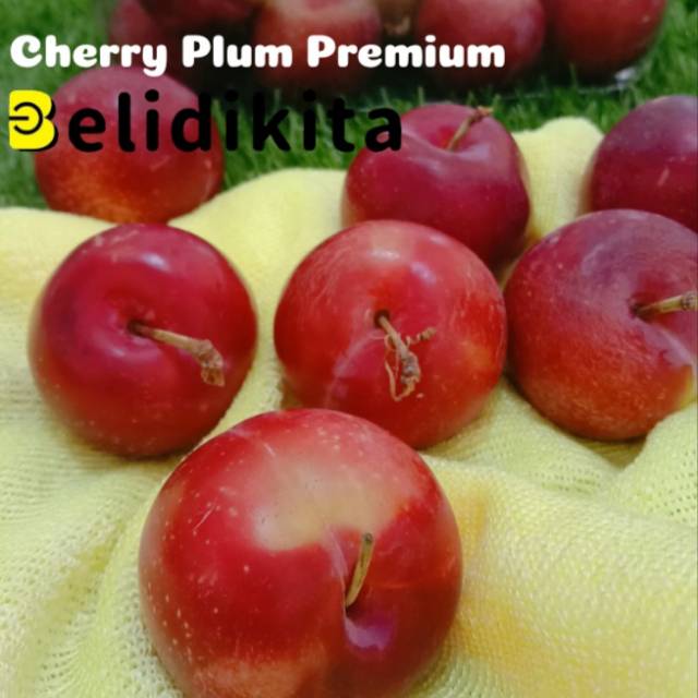 

Cherry Plum Premium | Plum Ceri Merah