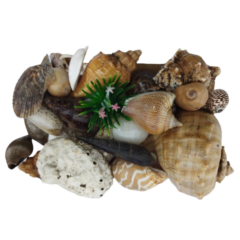 Hiasan Aquarium kerang laut