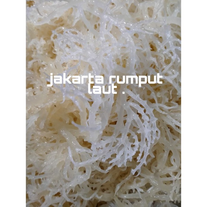 

Q121Sa Rumput Laut Kering Kawat Jenis Spinosum D51qs44