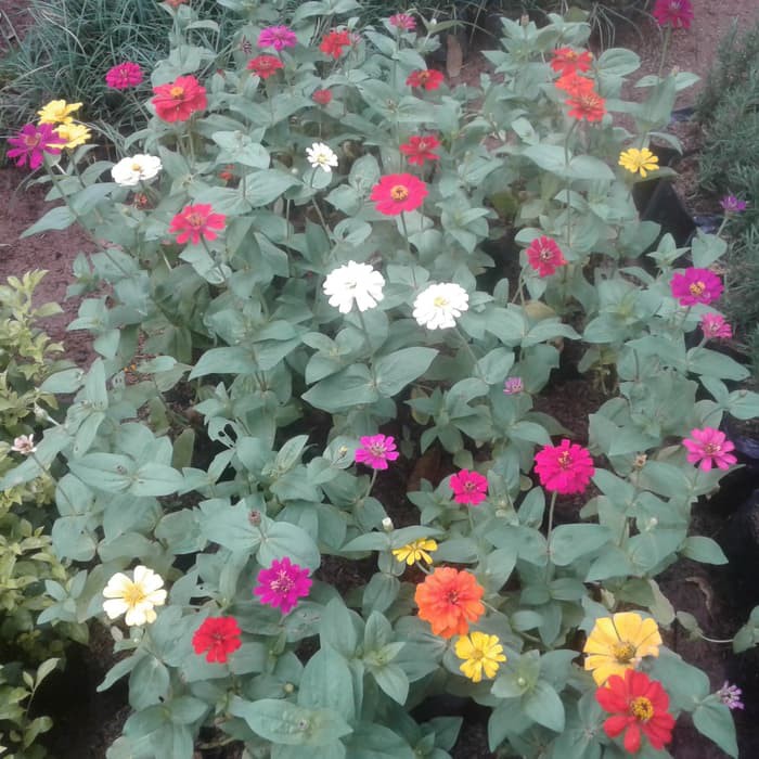 Tanaman Bunga Kertas