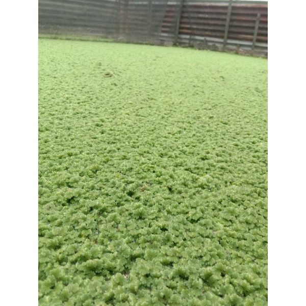 

Bibit_Azolla