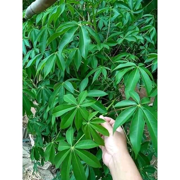 Jual Daun Kapuk Segar Daun Randu 500 Gram Shopee Indonesia