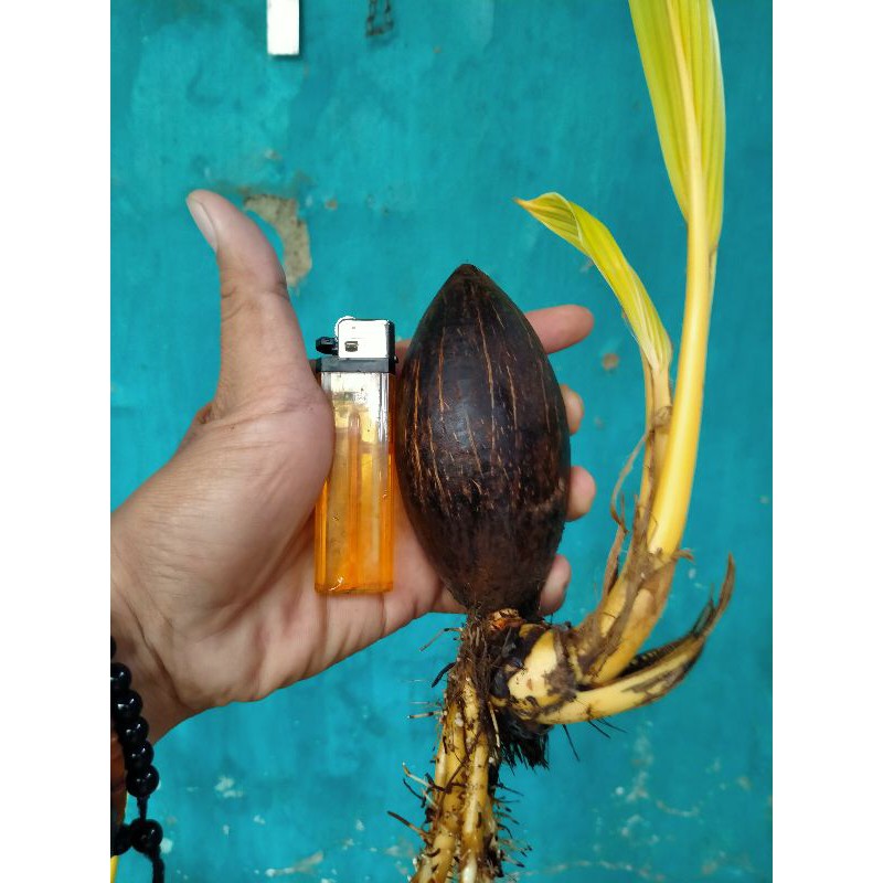 Bahan bonsai kelapa albino tunas akar