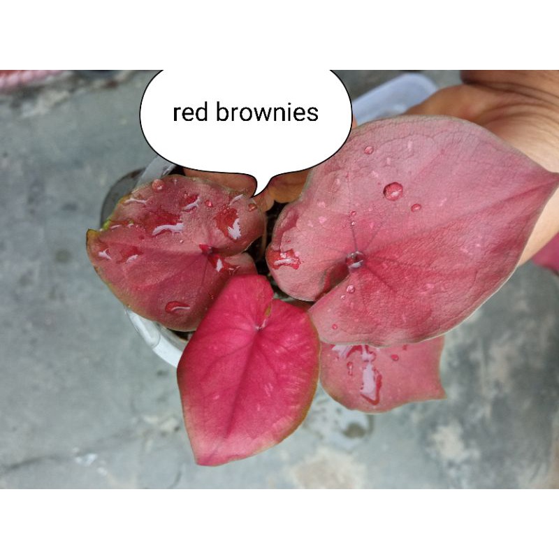 KELADI RED BROWNIES/KELADI AMIRA/KELADI HANOMAN OBONG