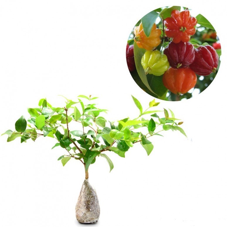 Bahan Bonsai Buah Dewandaru
