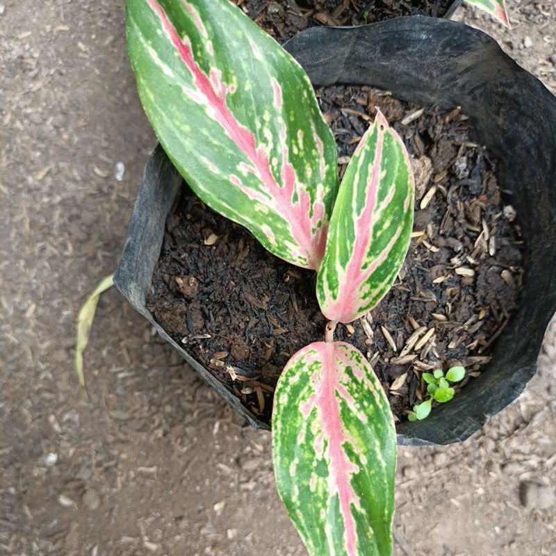 Aglonema baby  butterfly