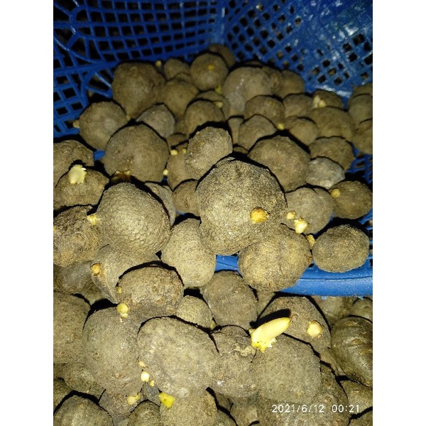 BENIH PORANG KATAK 1KG ISI. 50 - 150 BIJI TERMURAH SIAP TANAM BIBIT PORANG ASLI DORMAN