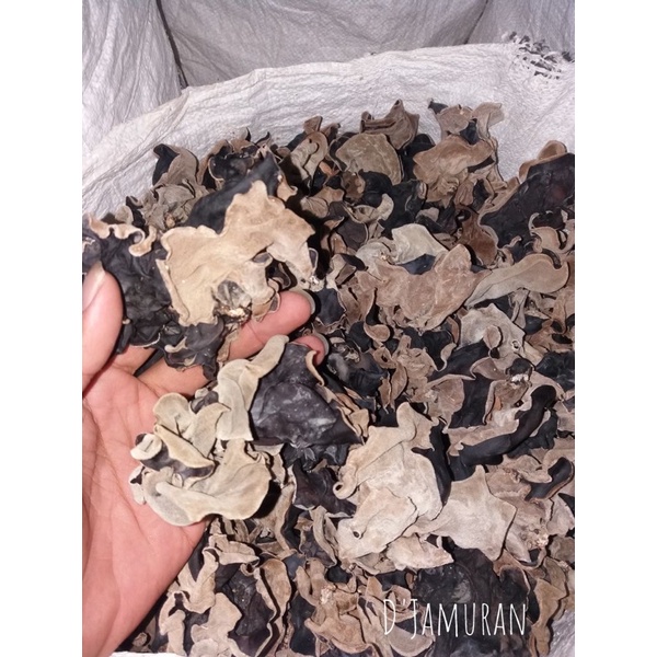 

Jamur Kuping Kering Grade A