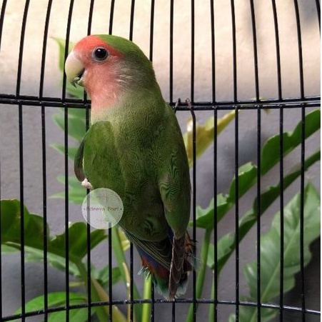 Burung Lovebird Non Klep | Dewasa | Nk | Green | Adeeva Point |