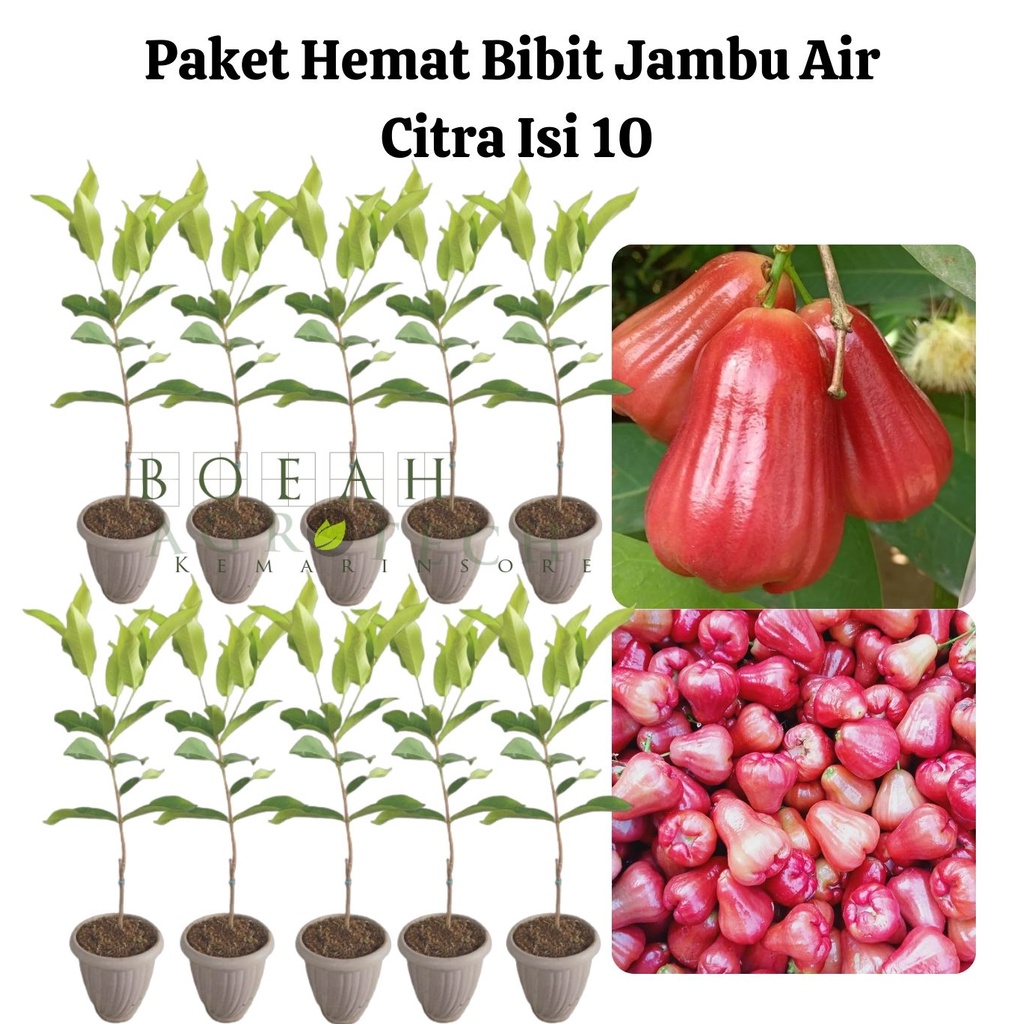 Paket Hemat Bibit Jambu Air Citra Okulasi Isi 10 Bonus Bibit Strawberry+Polibag