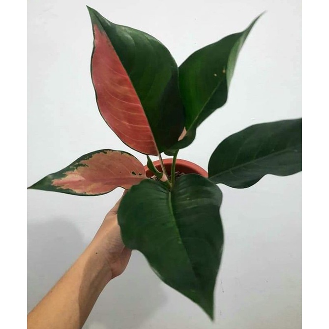 Aglonema Kocin Belang