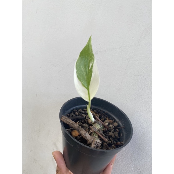 monstera variegata (anakan)