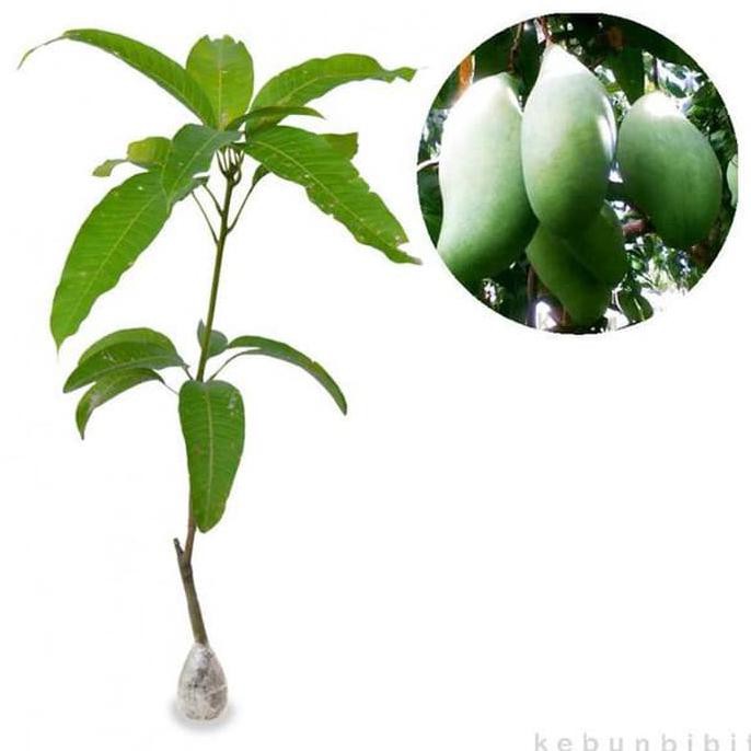 Bibit Tanaman Buah Mangga Okyong 60Cm H3R0