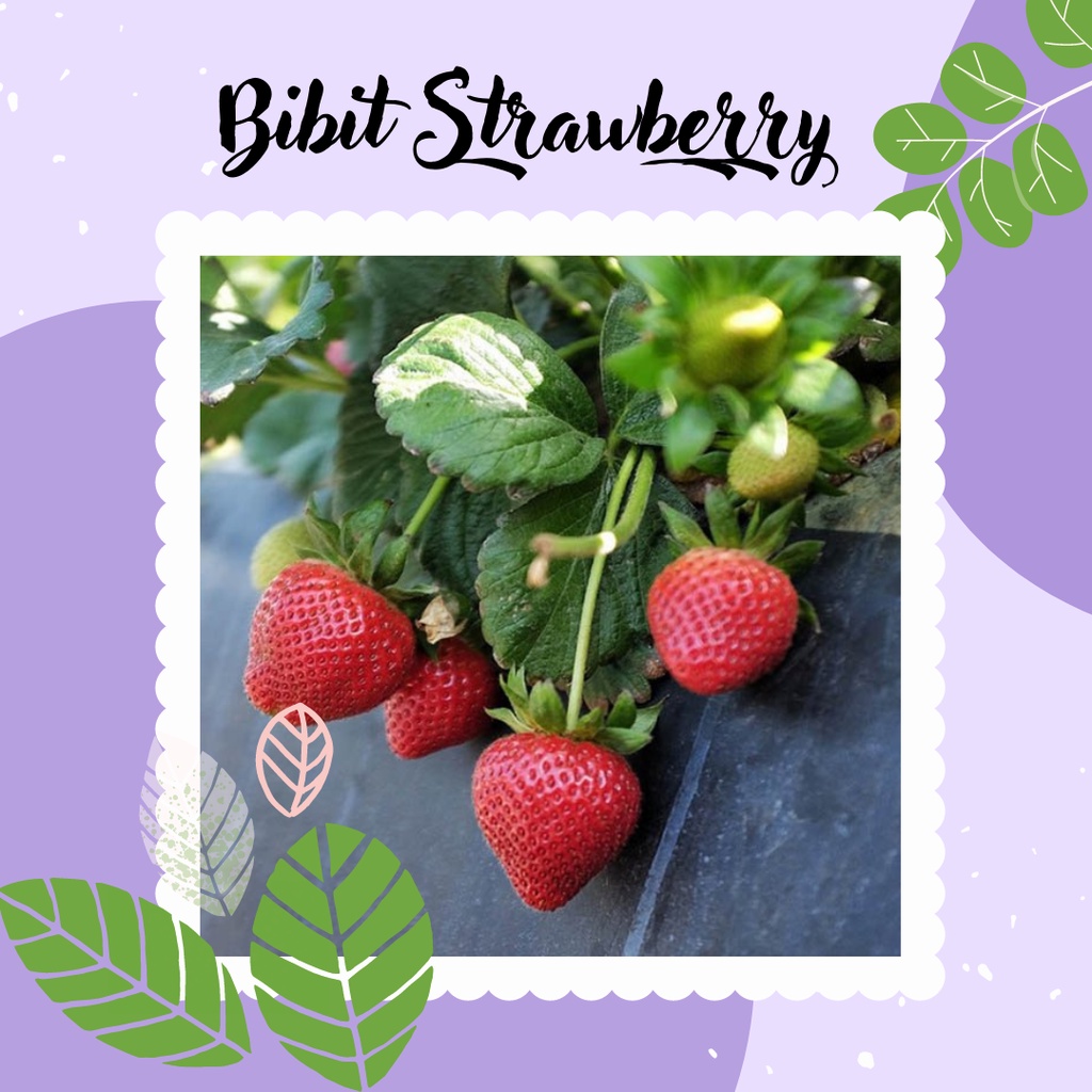 BIBIT POHON BUAH STRAWBERRY BIBIT TANAMAN BUAH STRAWBERRY