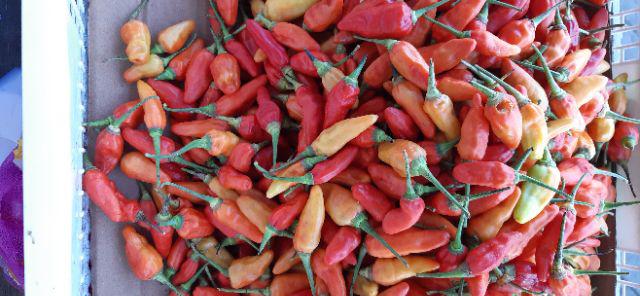 Polkadot Canister Set (toples)  Tupwr