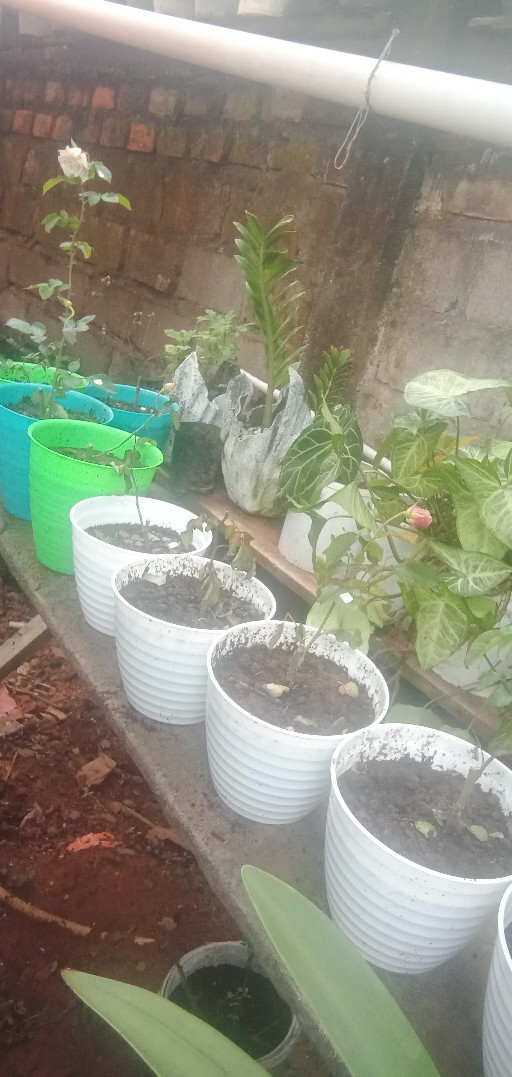 Tanaman Bunga Sakura Lokal Pink